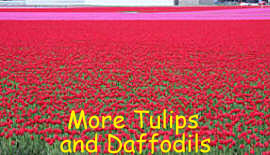 Tulip Fields