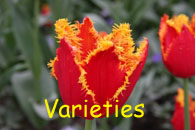 Gallery of Tulip Varieties